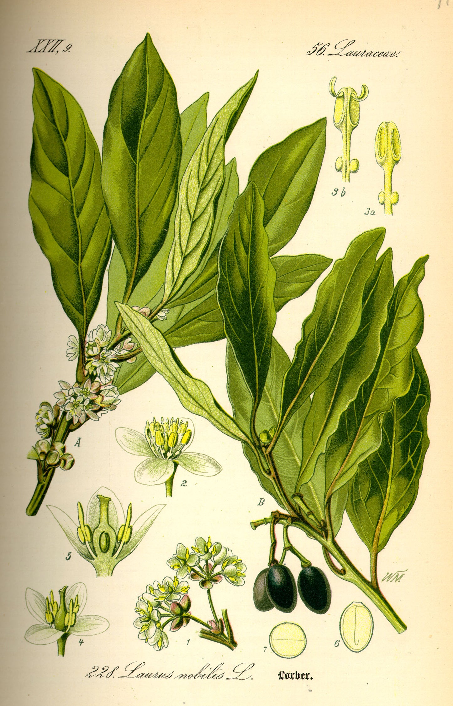 Bay