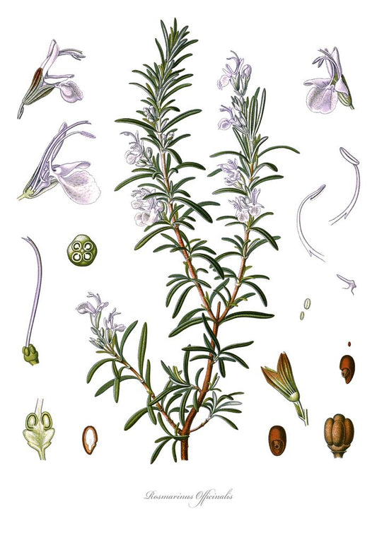 Rosemary