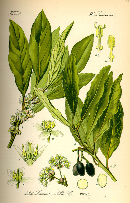 Bay