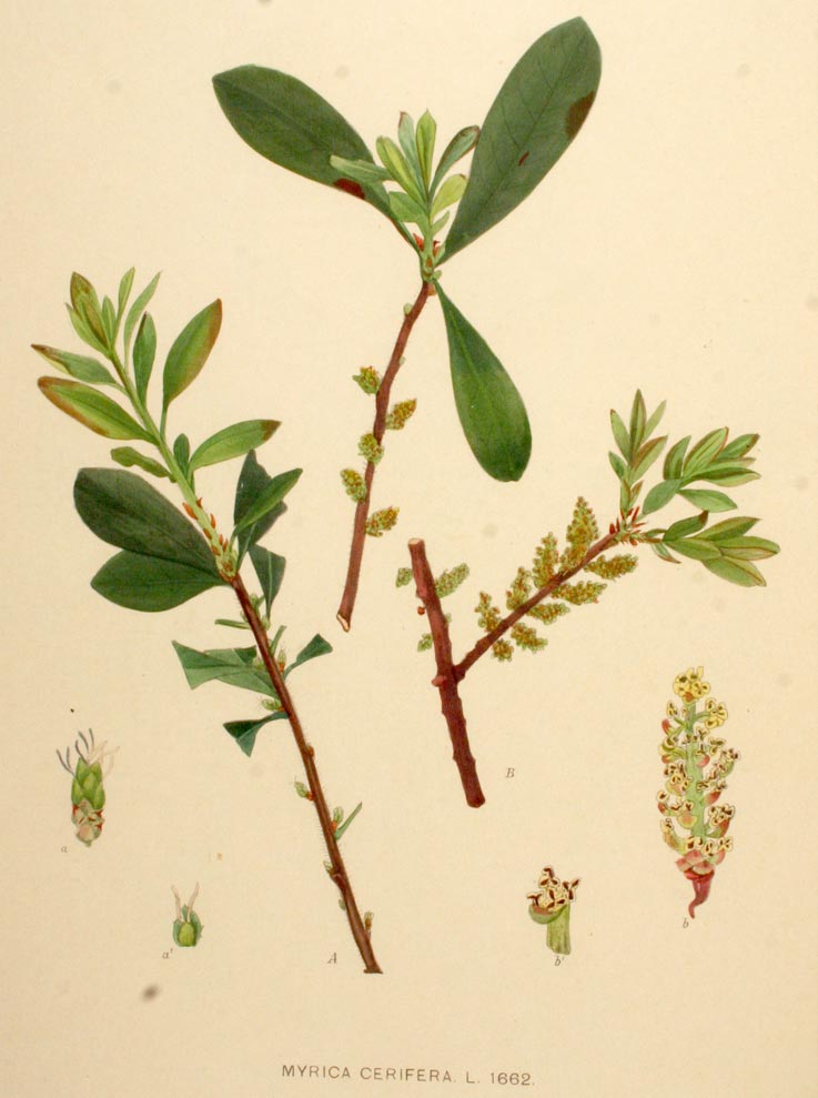 Bayberry