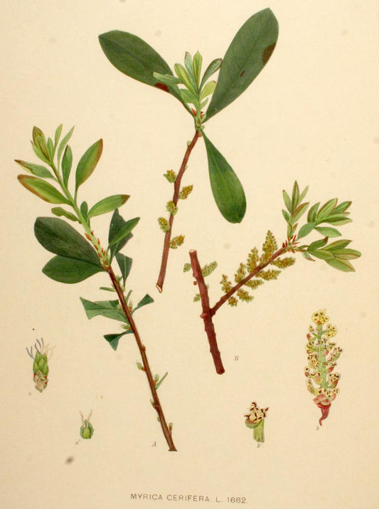 Bayberry